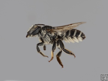 [Megachile wheeleri female thumbnail]